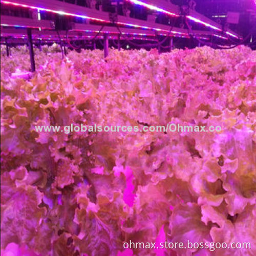 LED Hydroponic Plant Grow Light with Hanger Sets,IP65 Water-resistant,for Indoor Vegetables Growing